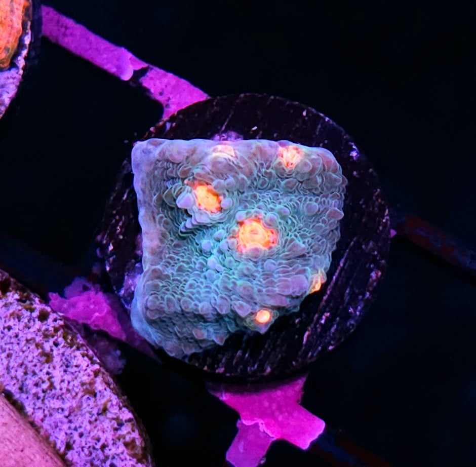 HF Dan Marino Chalice