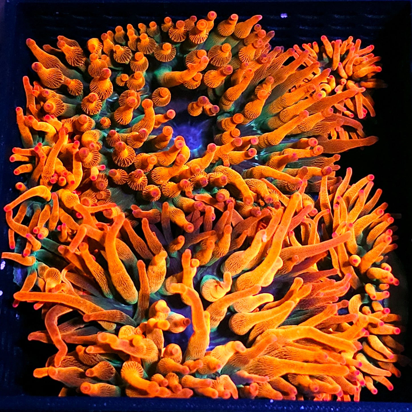 Rizzo's Florida Sunburst Bubble Tip Anemone NOT WYSIWYG OUR PICK