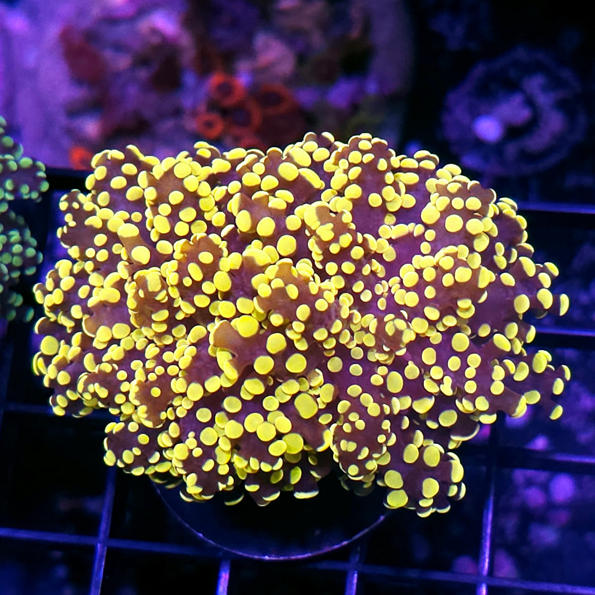 Golden Nugget Yayemensis – Hellfire Frags