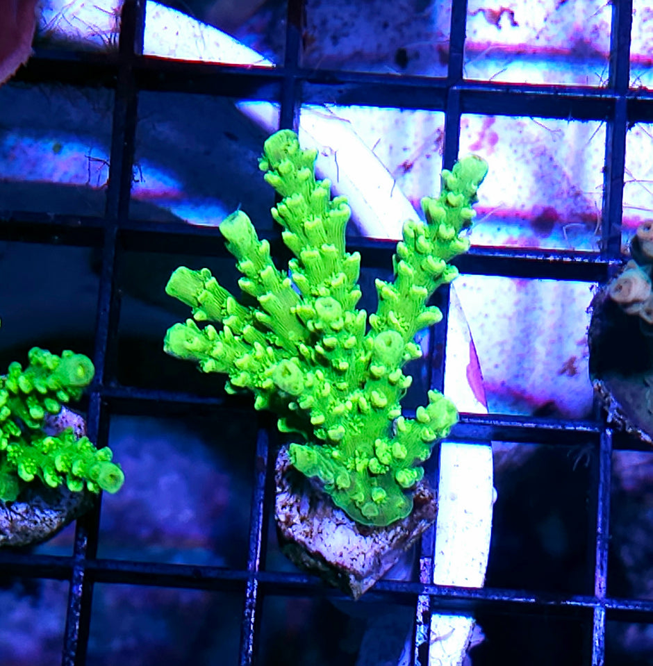 JA Toxic Acropora