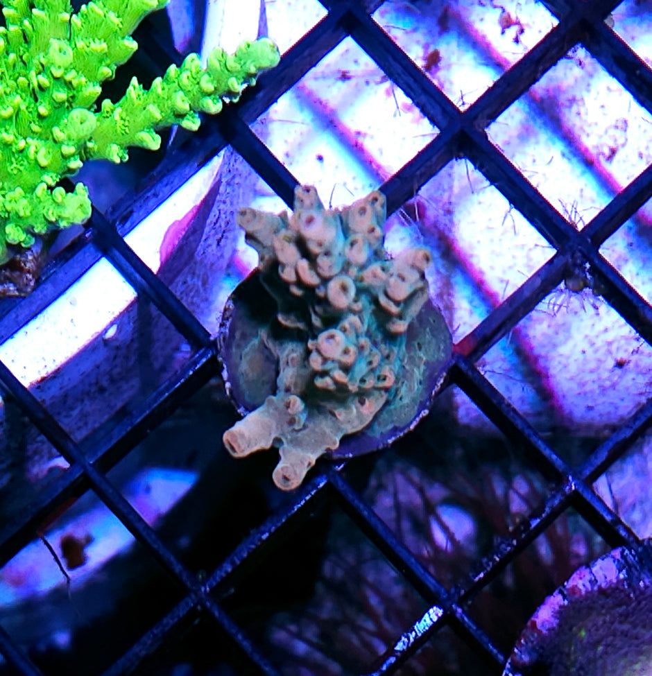 Princess Peaches Acropora