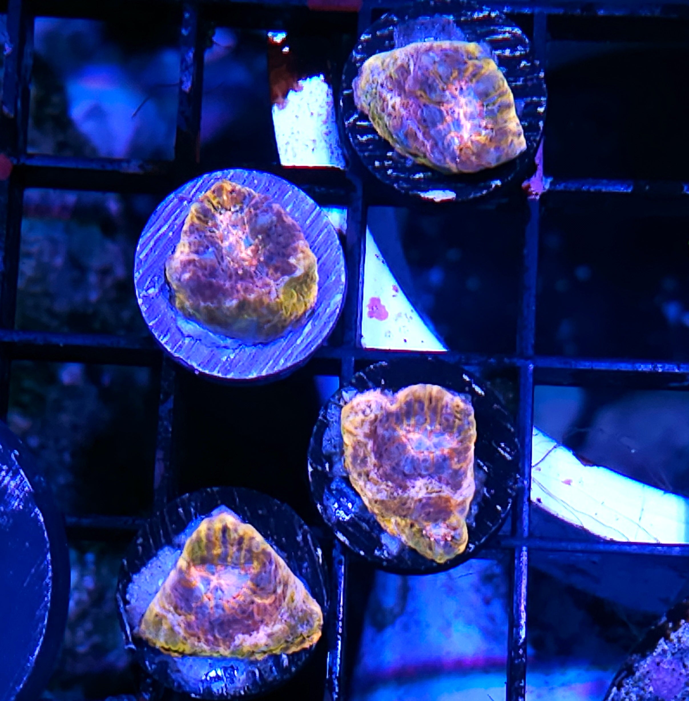 All Coral – Hellfire Frags