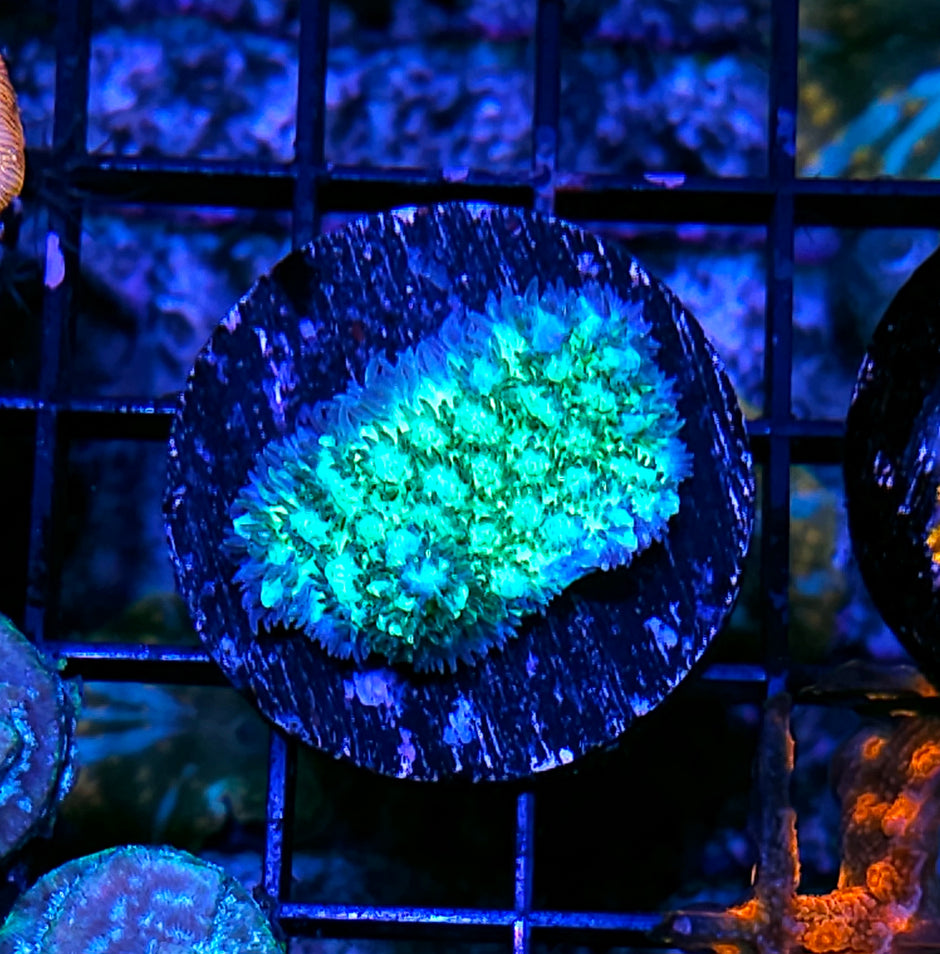 High Beams Hydnophora