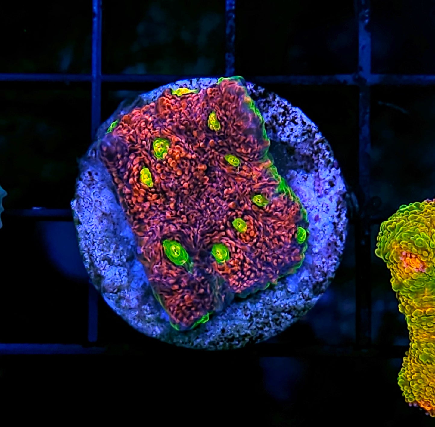 DR Bazooka Joe Watermelon Chalice