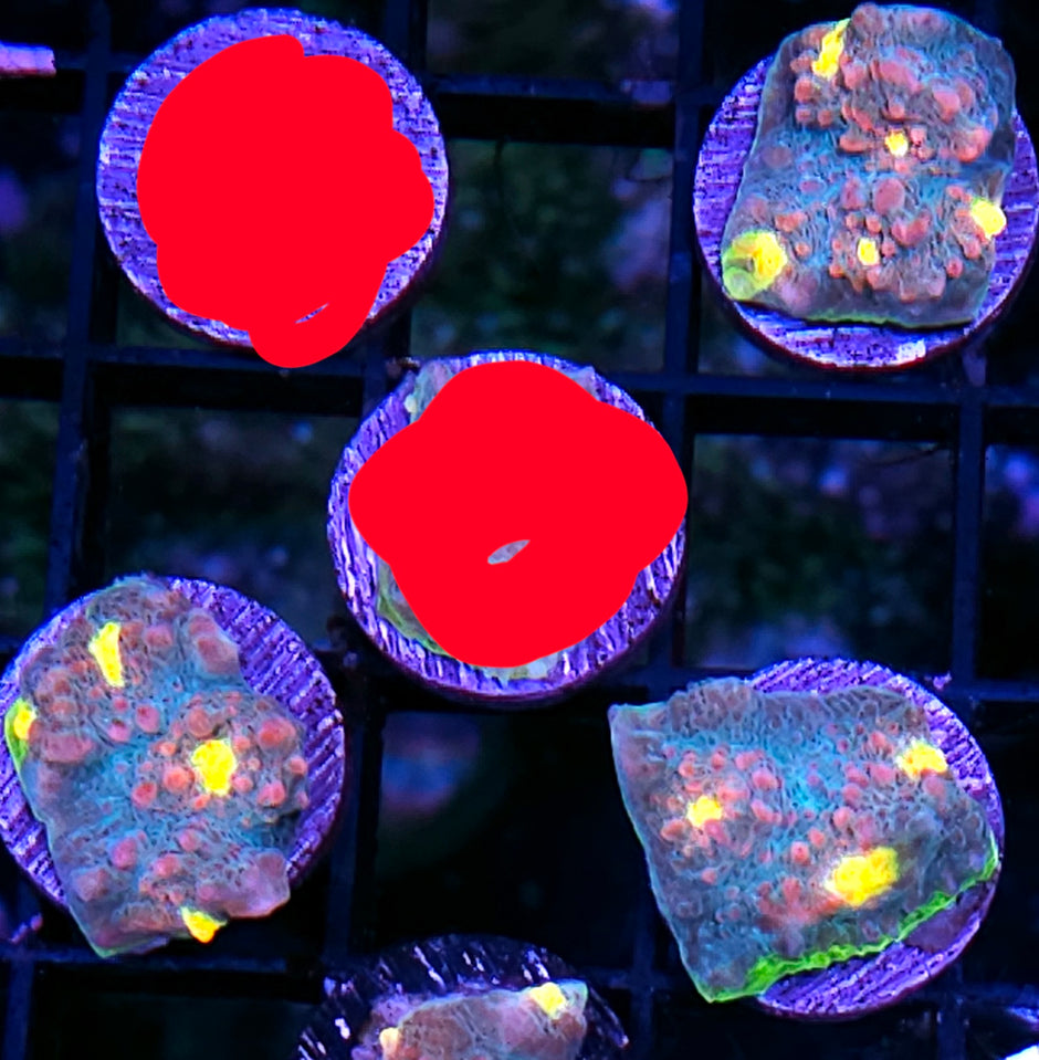 HF Candyland Chalice OUR PICK NOT WYSIWYG