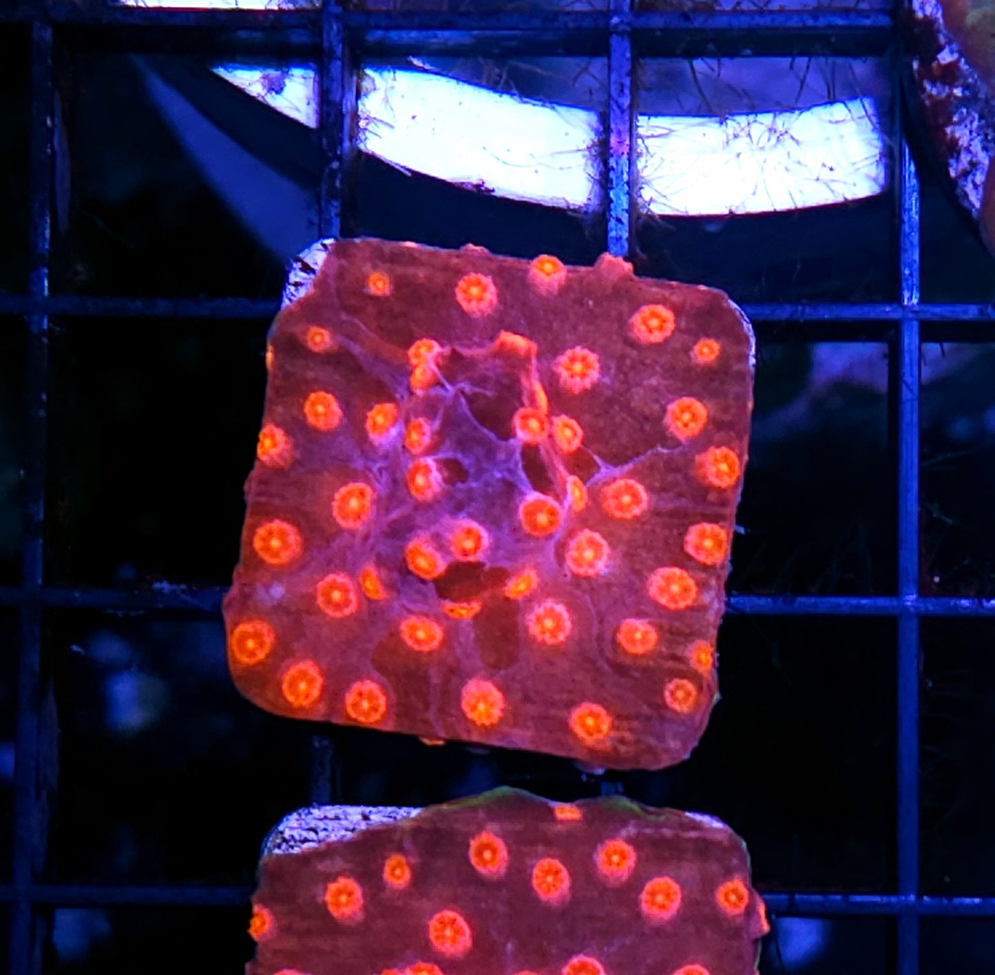 Raspberry Sorbet Cyphastrea