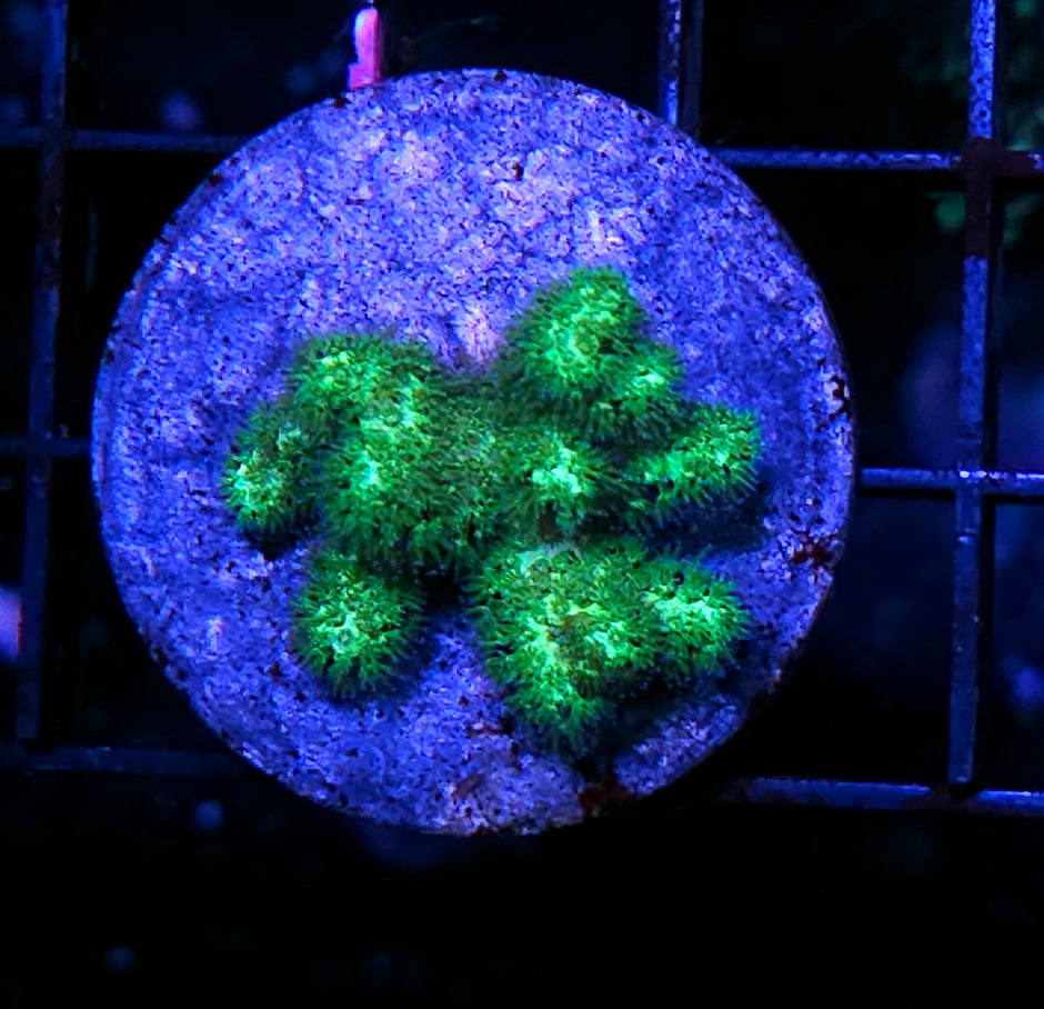 Neon Green Pocilopora