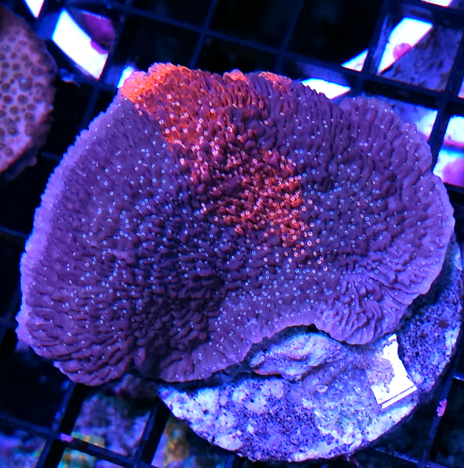 Gummy Bears Grafted Montipora Colony