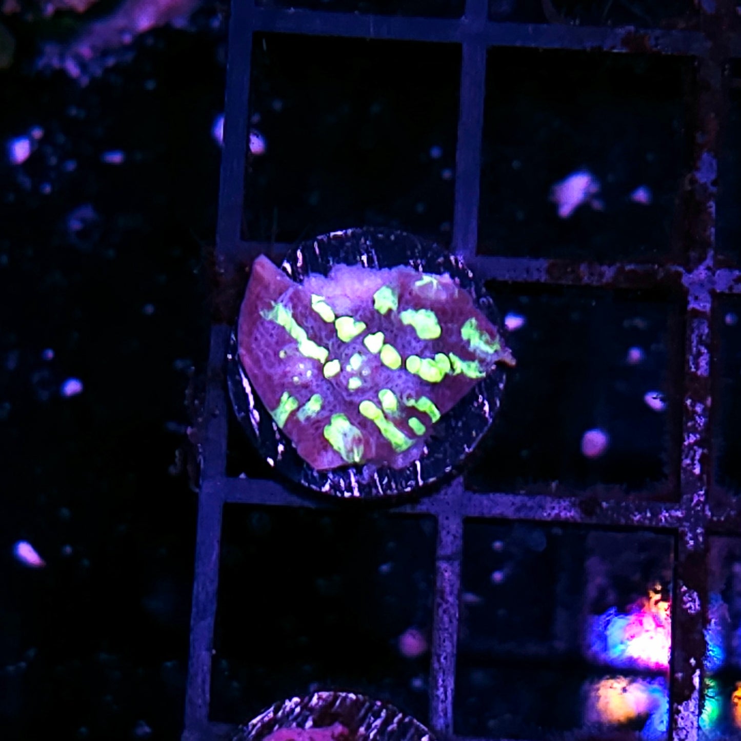 Alien Tracks Chalice