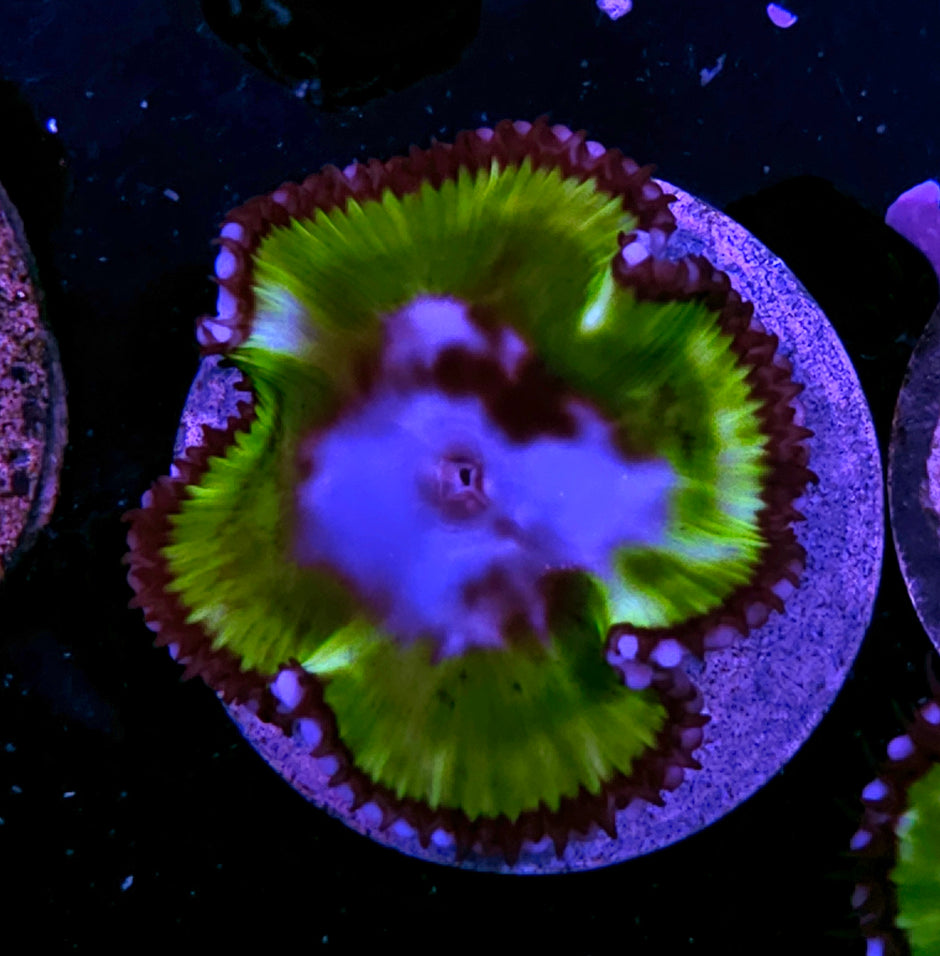 2" Rare Green Grandis Palys