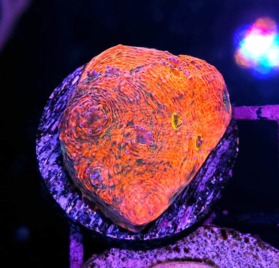 Bazooka Joe Watermelon Chalice