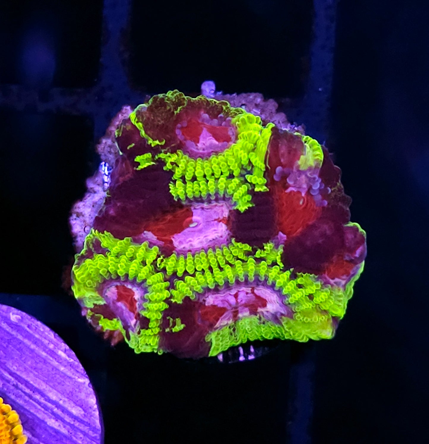 HF Ultimate Warrior Favia