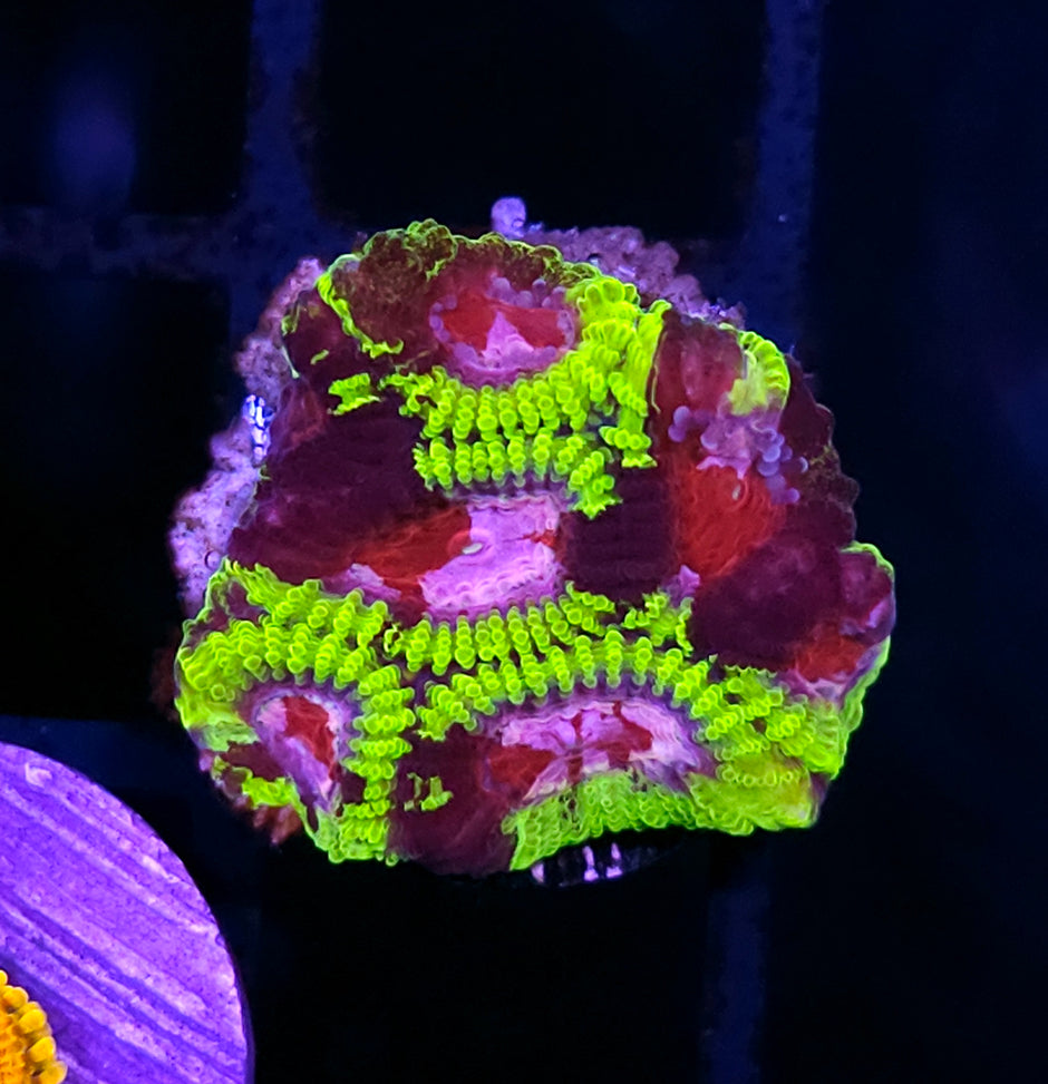 HF Ultimate Warrior Favia