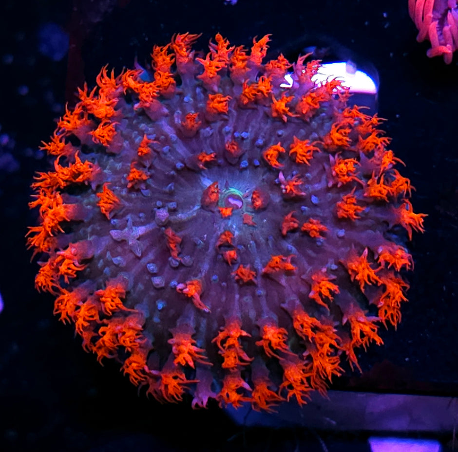 Burning Asteroids St Thomas Mushroom