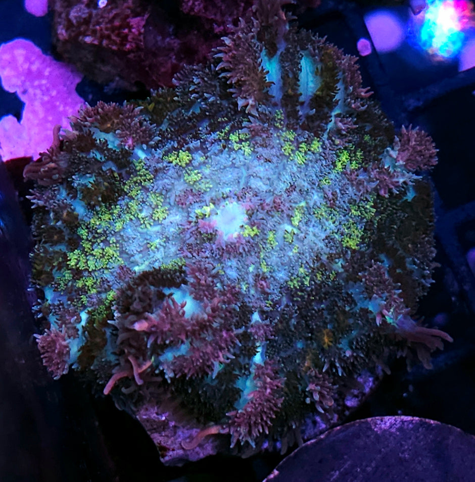 LAST ONE HF Tucan Sam Pom Pom Mushroom RARE