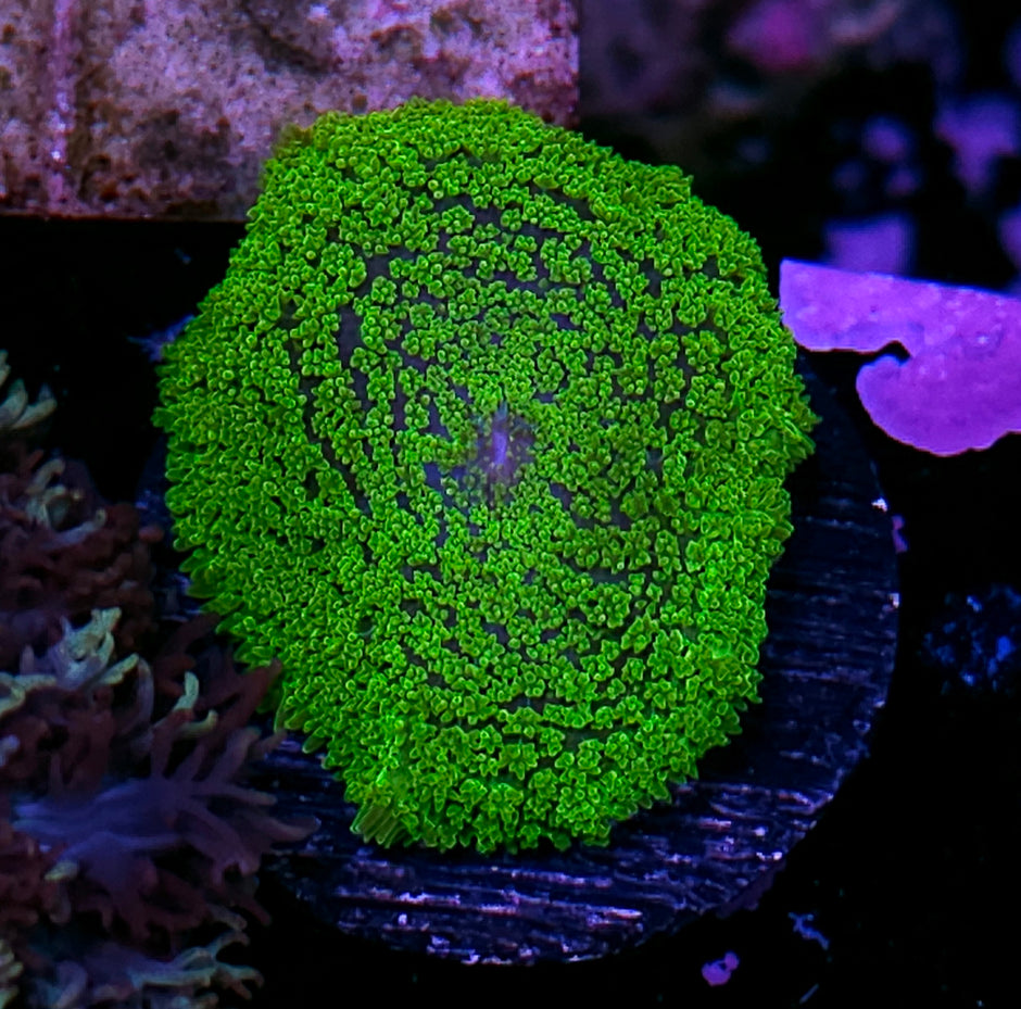 Kryptonite Gumdrop Mushroom