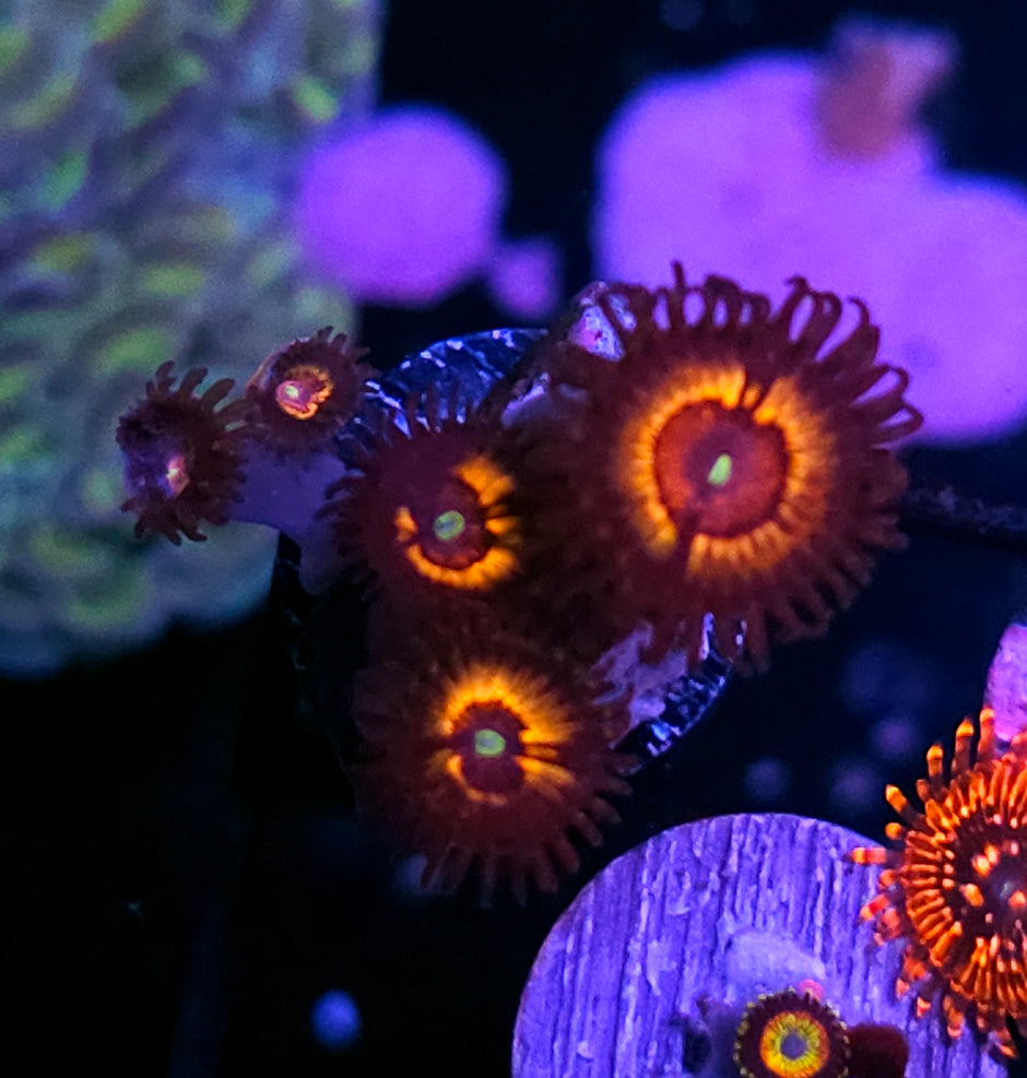 Solar Flare Zoas