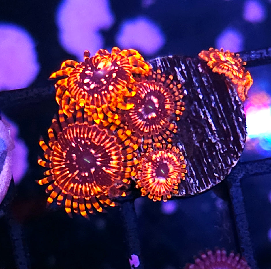 Approx 7-8 Polyp Utter Chaos Zoas