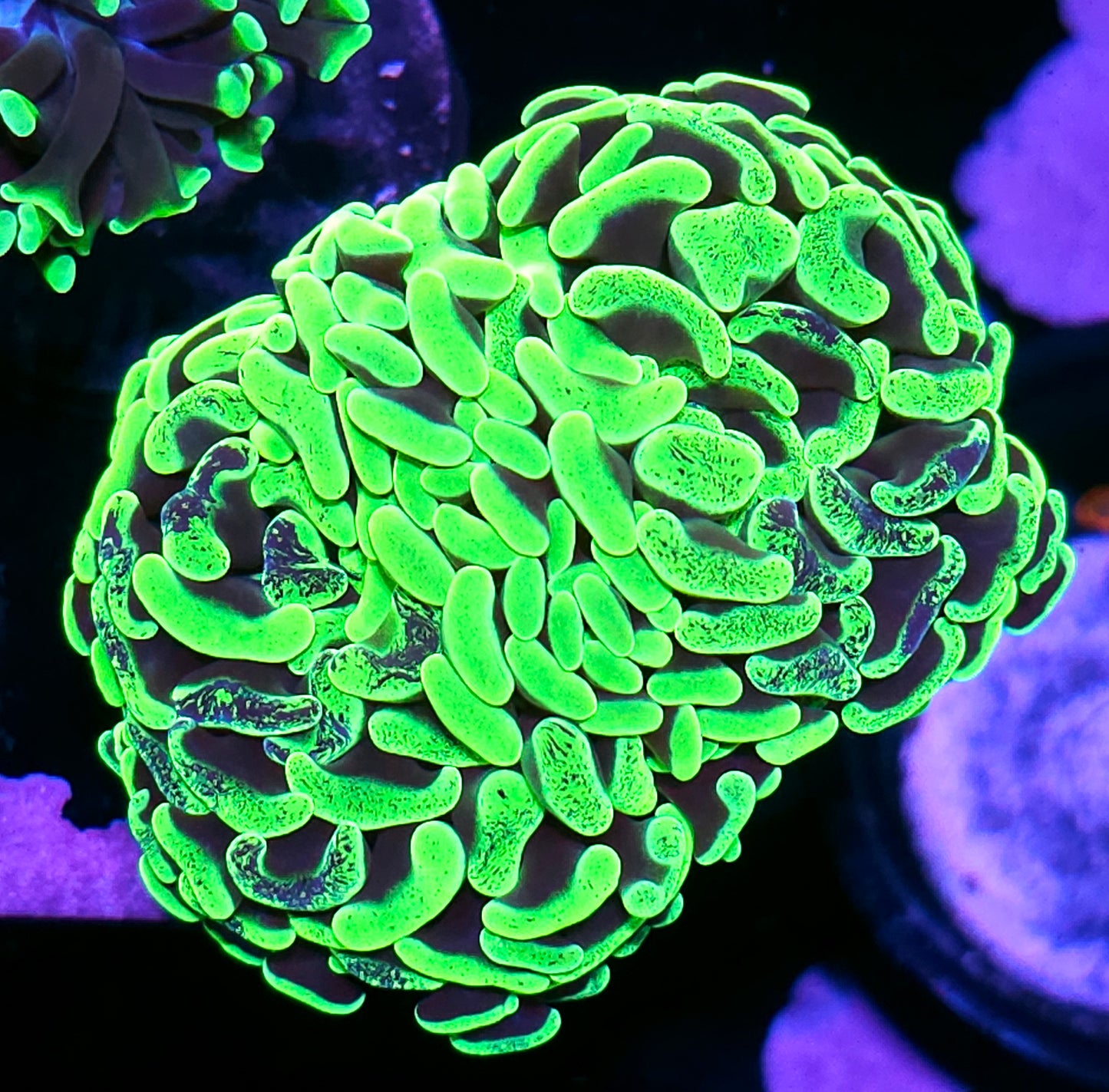 Uranium Marbled Fat Head Branching Hammer