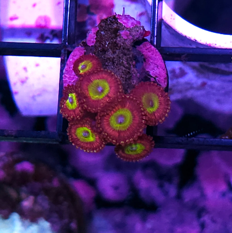 Feral Flamingo Zoas