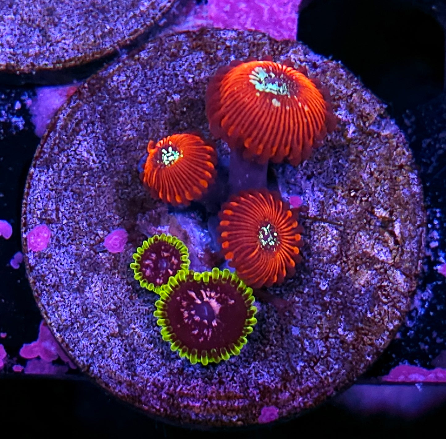 Magician & Purple Monster Zoas