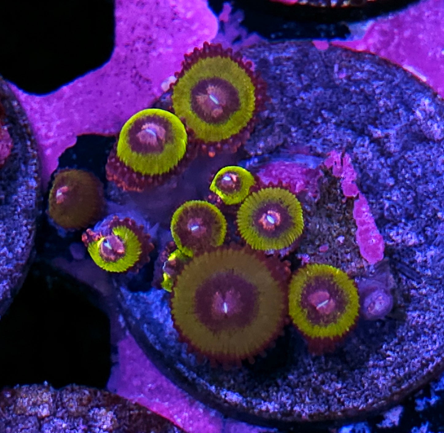 Blooming Lotus Zoas