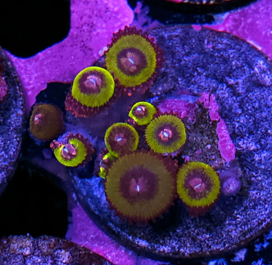 Blooming Lotus Zoas
