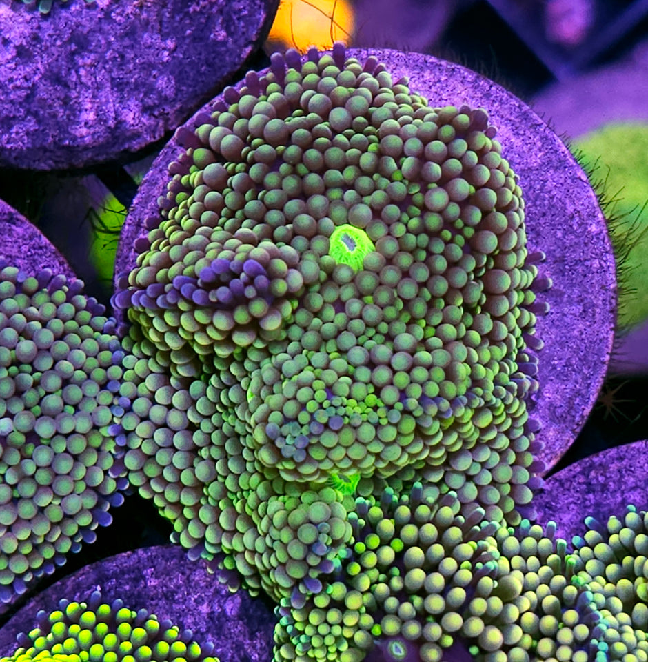 Ninja Turtle Ricordea