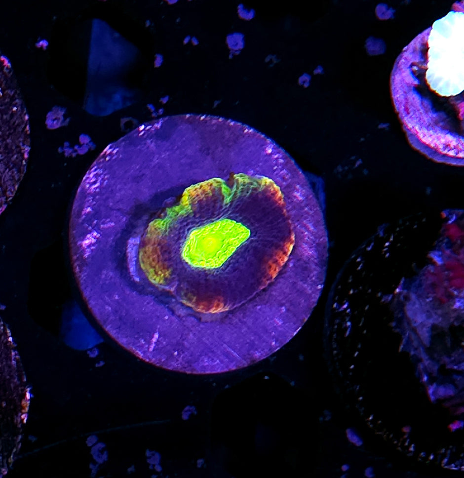 Rainbow Dragon Soul Favia