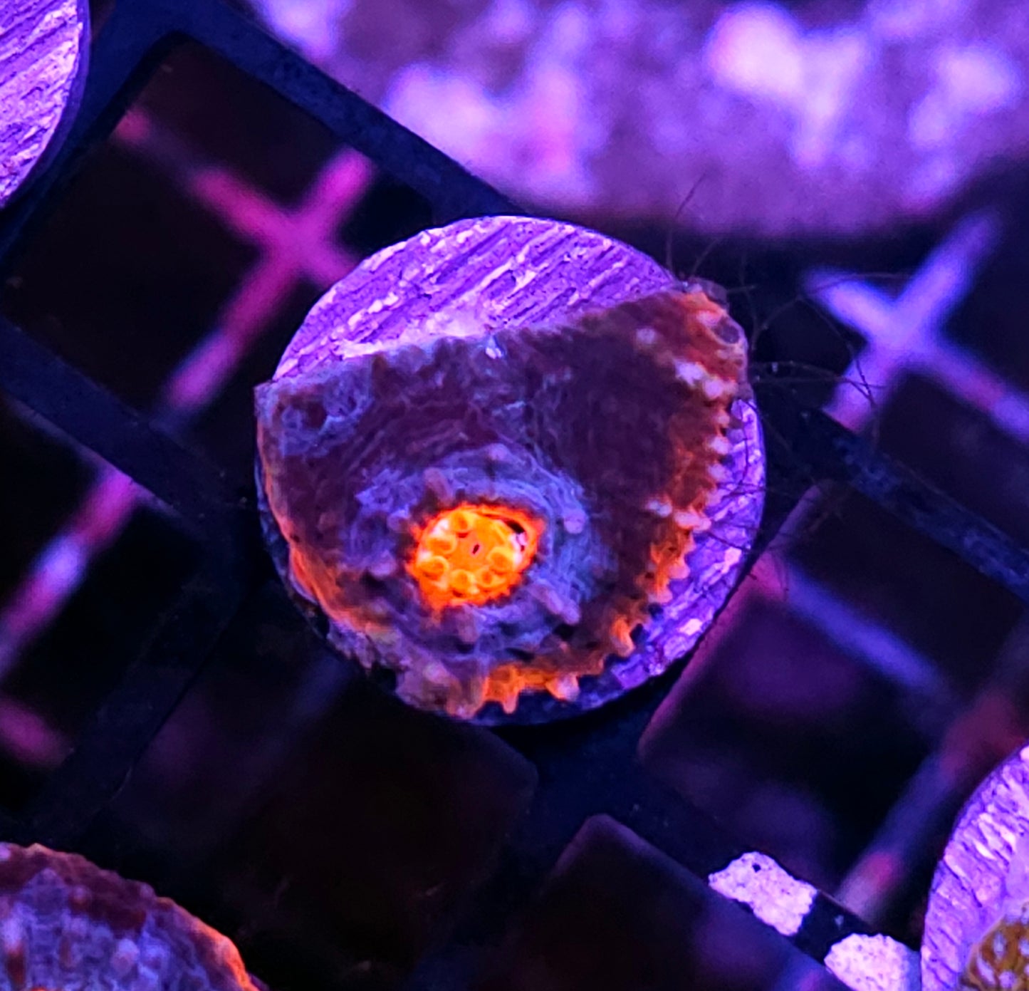 Rocket League 🚀 Red Rim Chalice