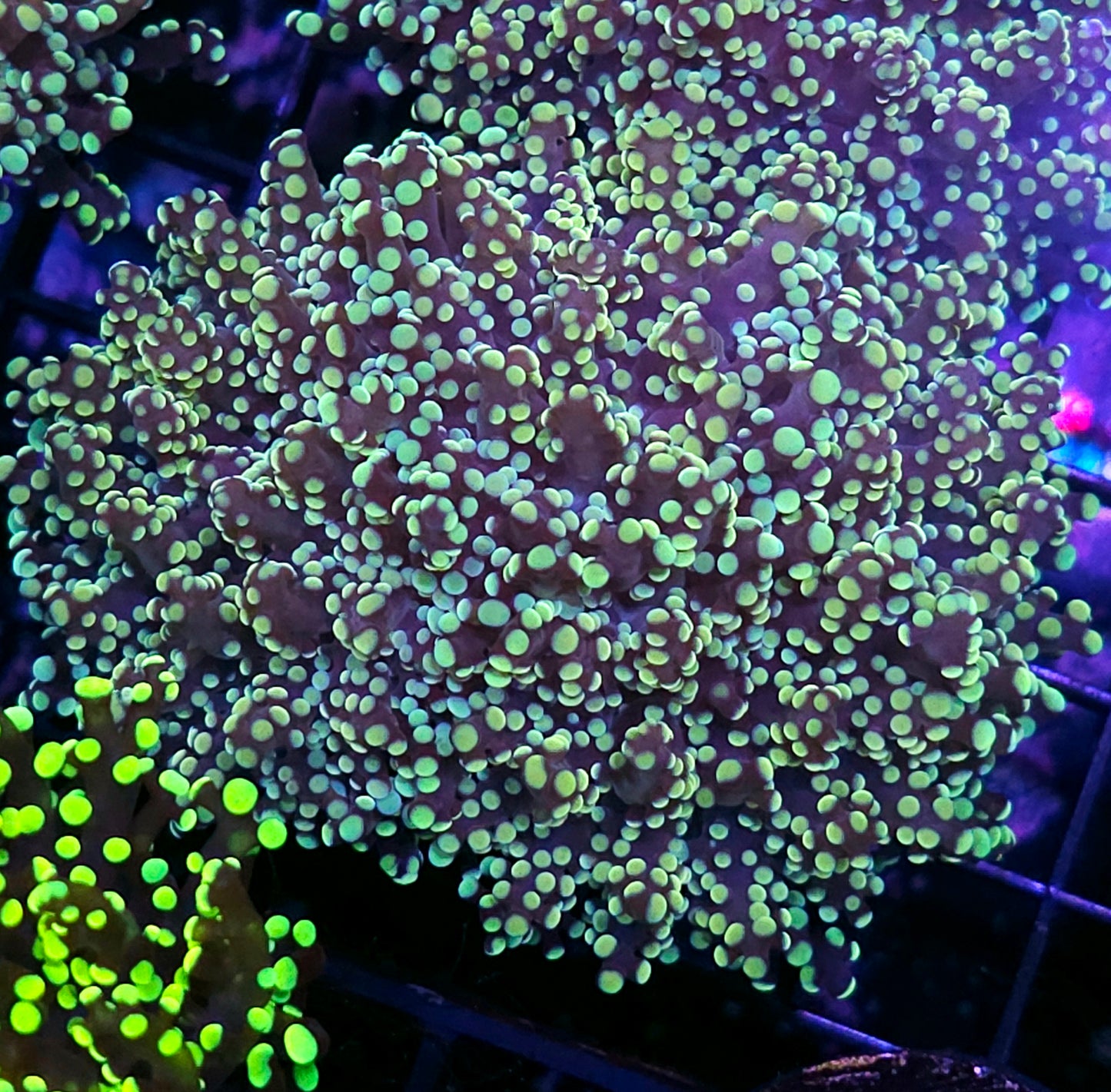 Fat LA Lakers Yayemensis