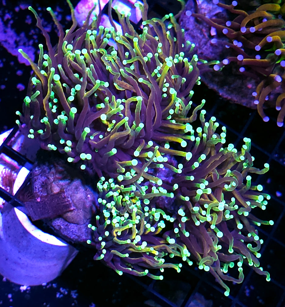 Approx 4-5 Head Dragon Soul Torch Colony