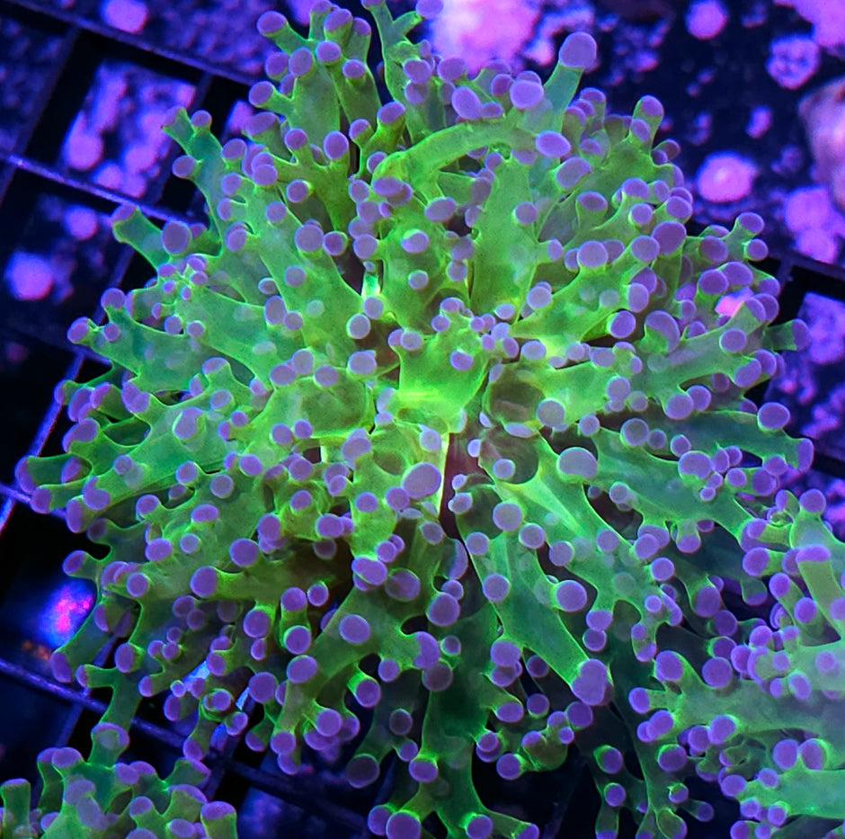 Blue Tip Frogspawn