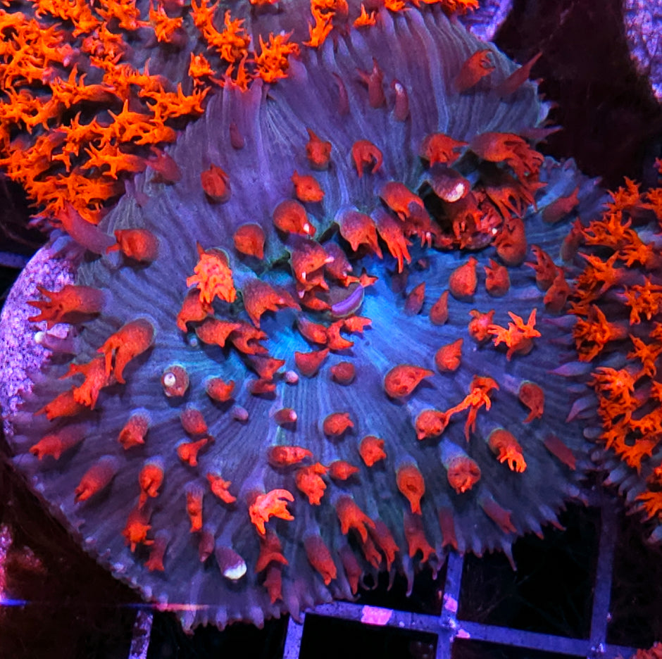 3" Spiderverse St Thomas Mushroom