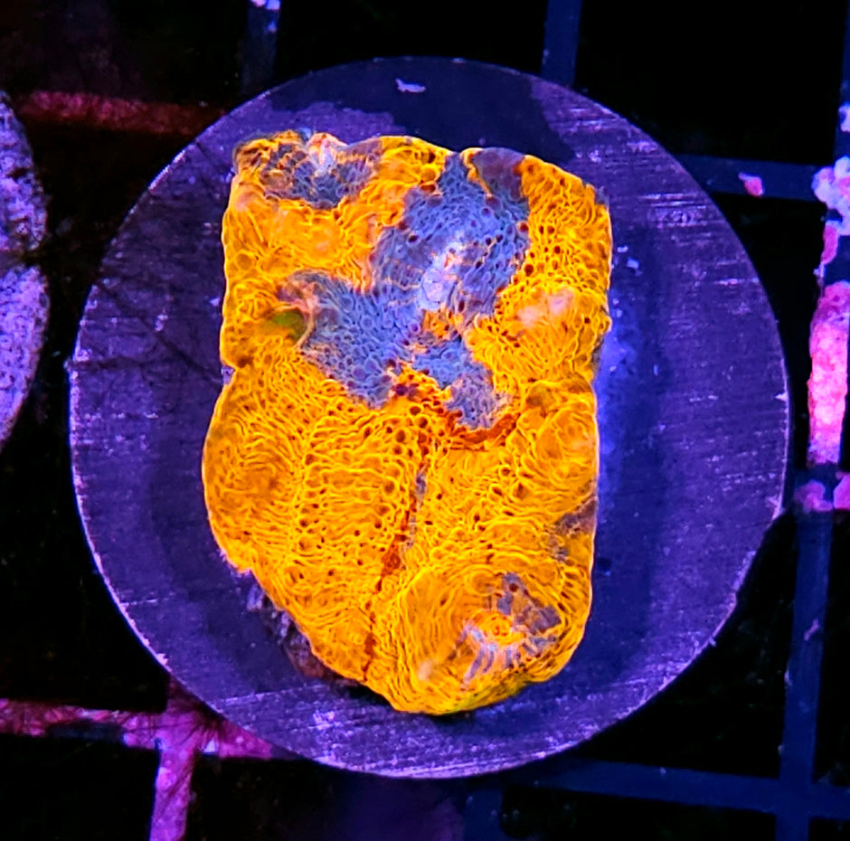 HF Bloodlines Chalice