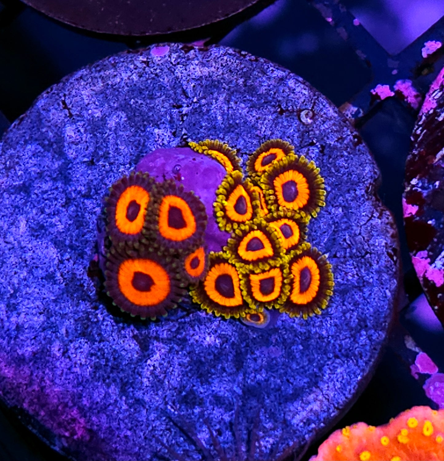 Treehouse of Terror Zoa Mix