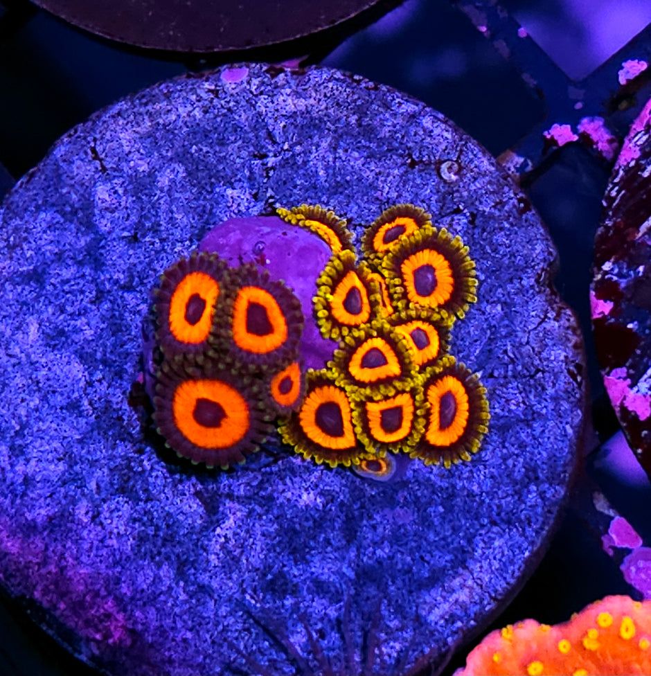 Treehouse of Terror Zoa Mix
