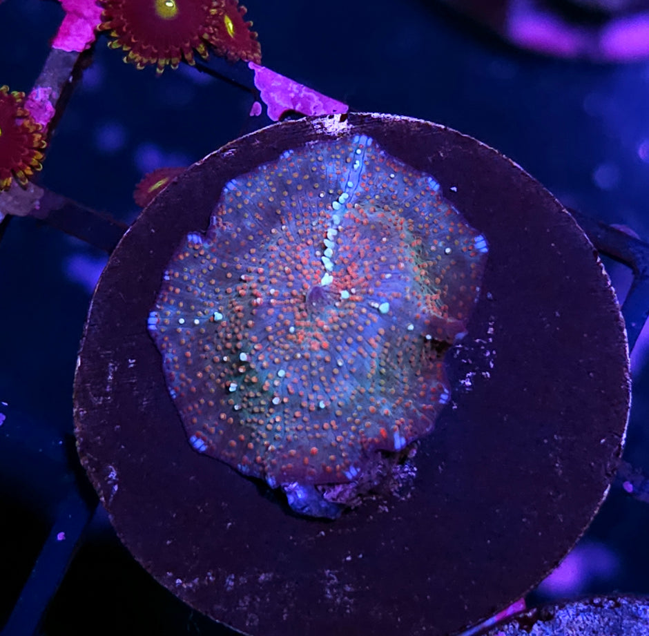 Cosmic Chaos Mushroom