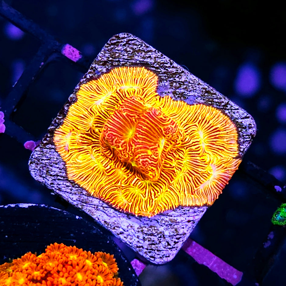 Jack O Lantern Leptosersis