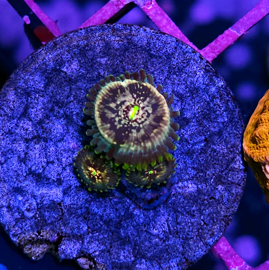 Atomic Space Monster Zoas