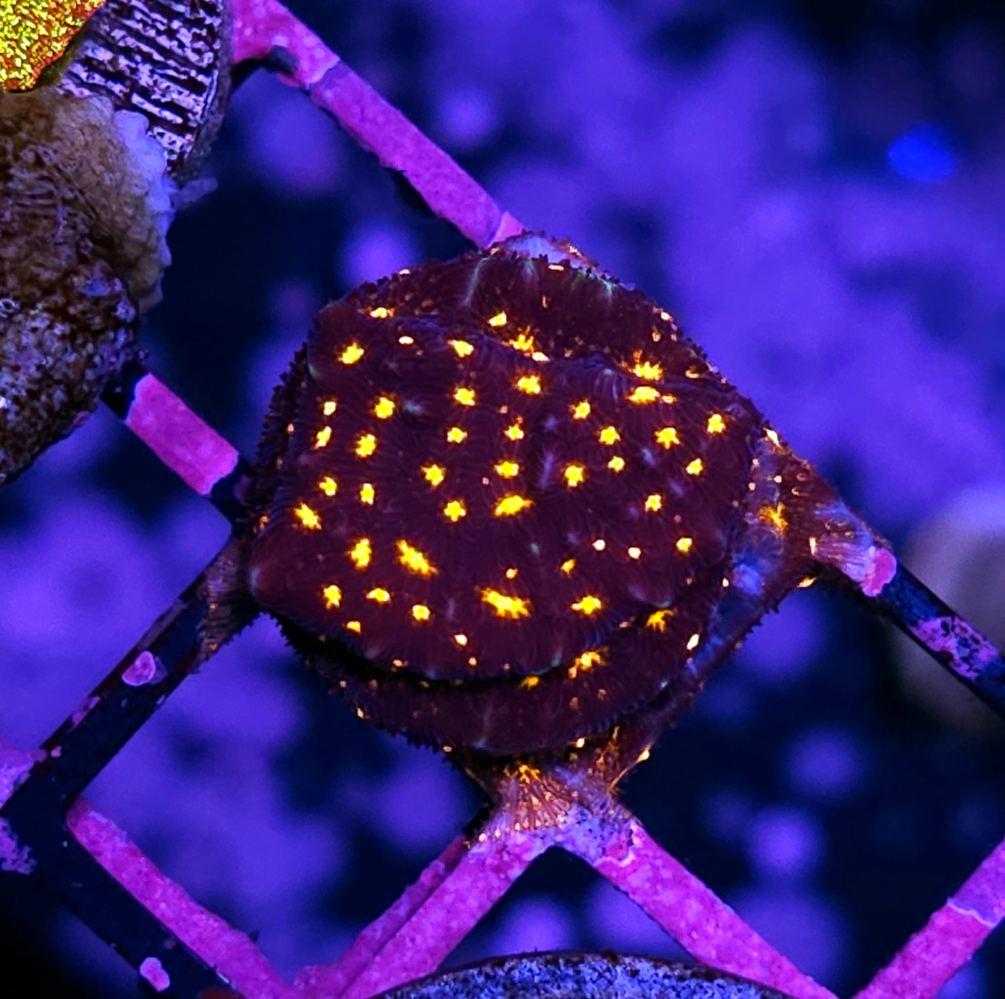 Fireworks Leptosersis