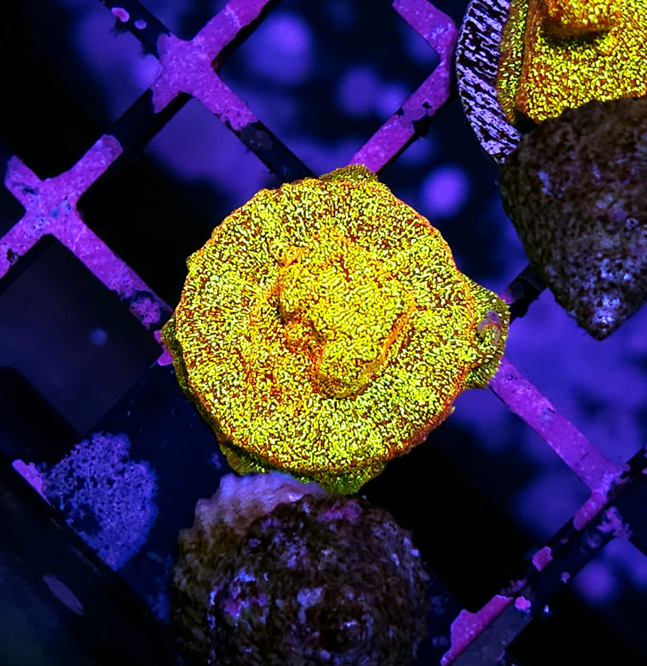 HF Napalm Leptosersis