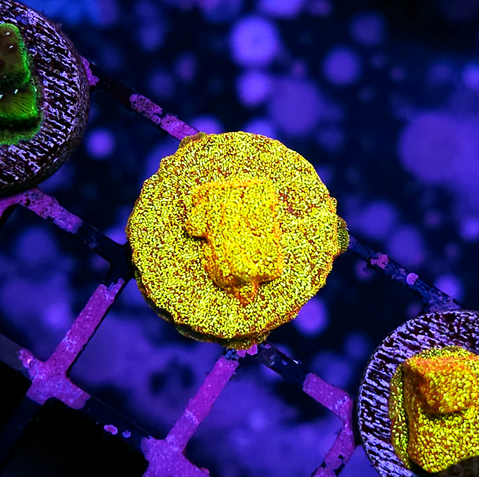 HF Napalm Leptosersis