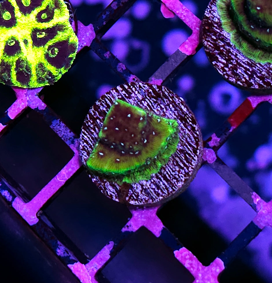 Wartortle Leptosersis