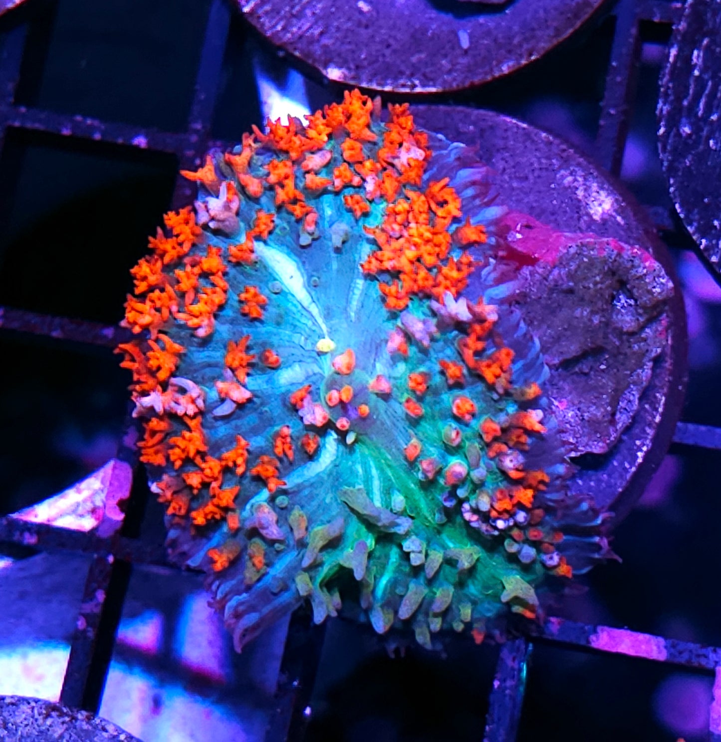 OOAK Two Face Grafted St Thomas Mushroom