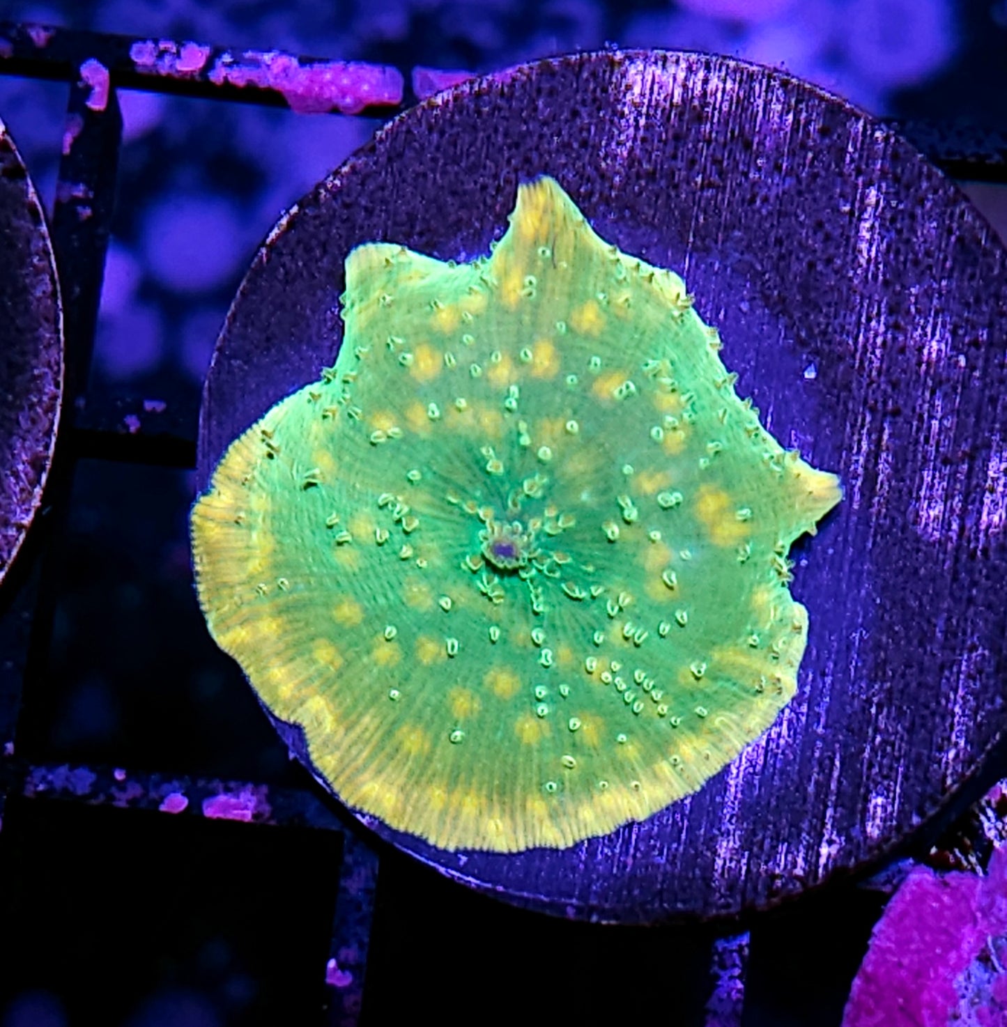 HF Hey Yo Cheetah Mushroom