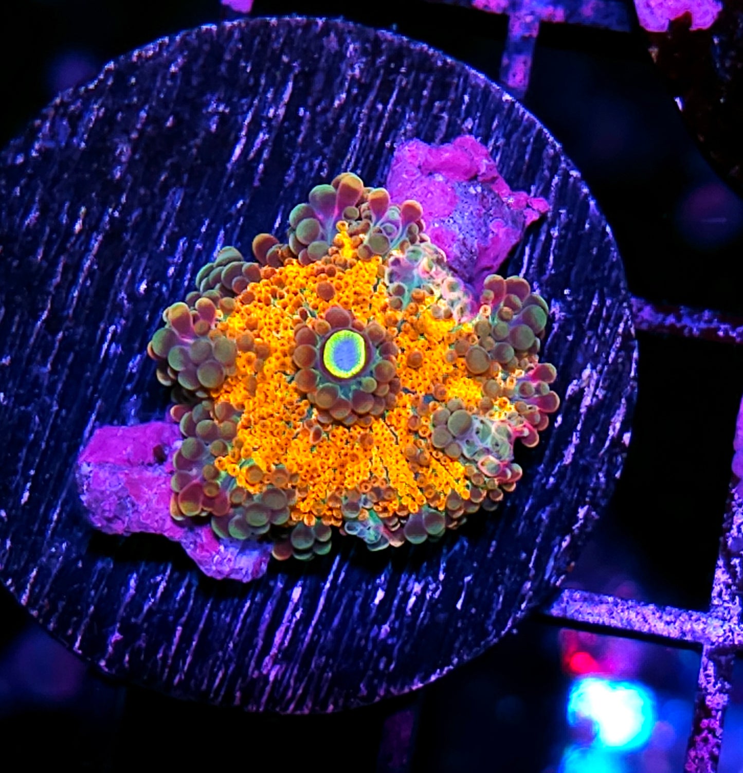 Taiwan Electric Daisies Yuma