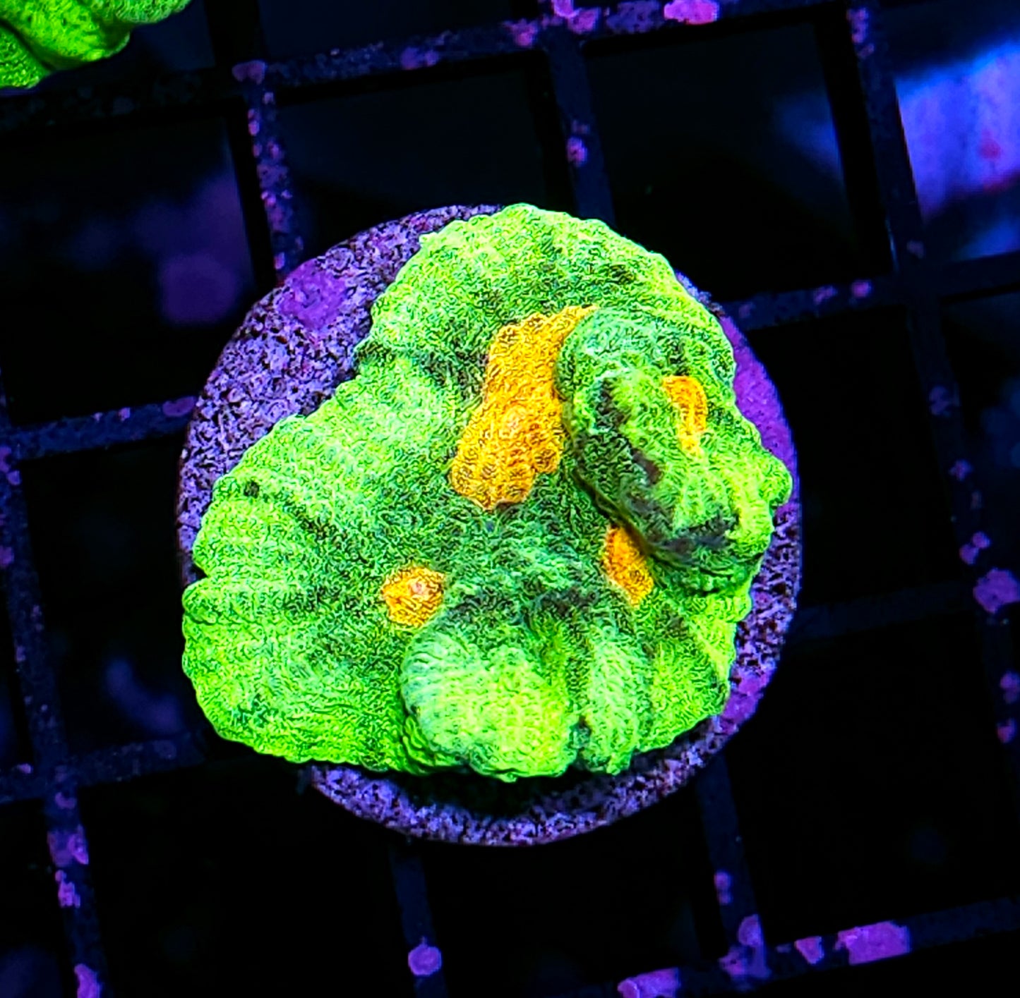 DR Space Invaders Pectinia