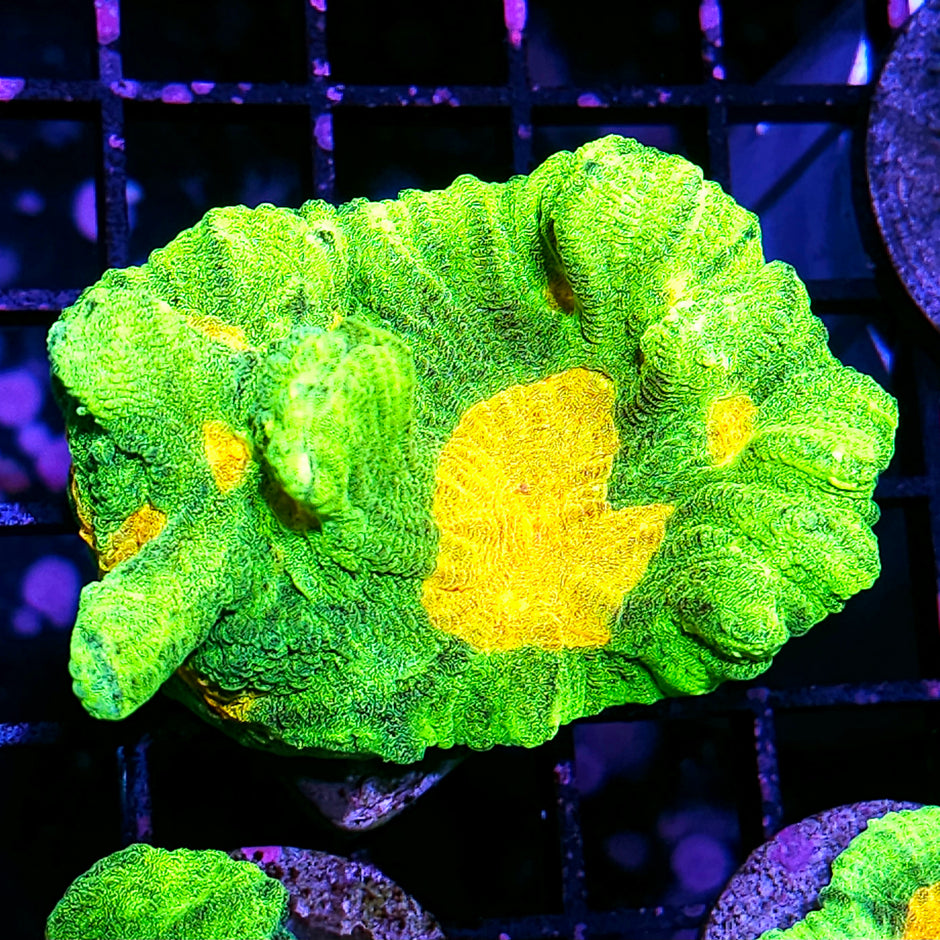 3" DR Space Invaders Pectinia Colony