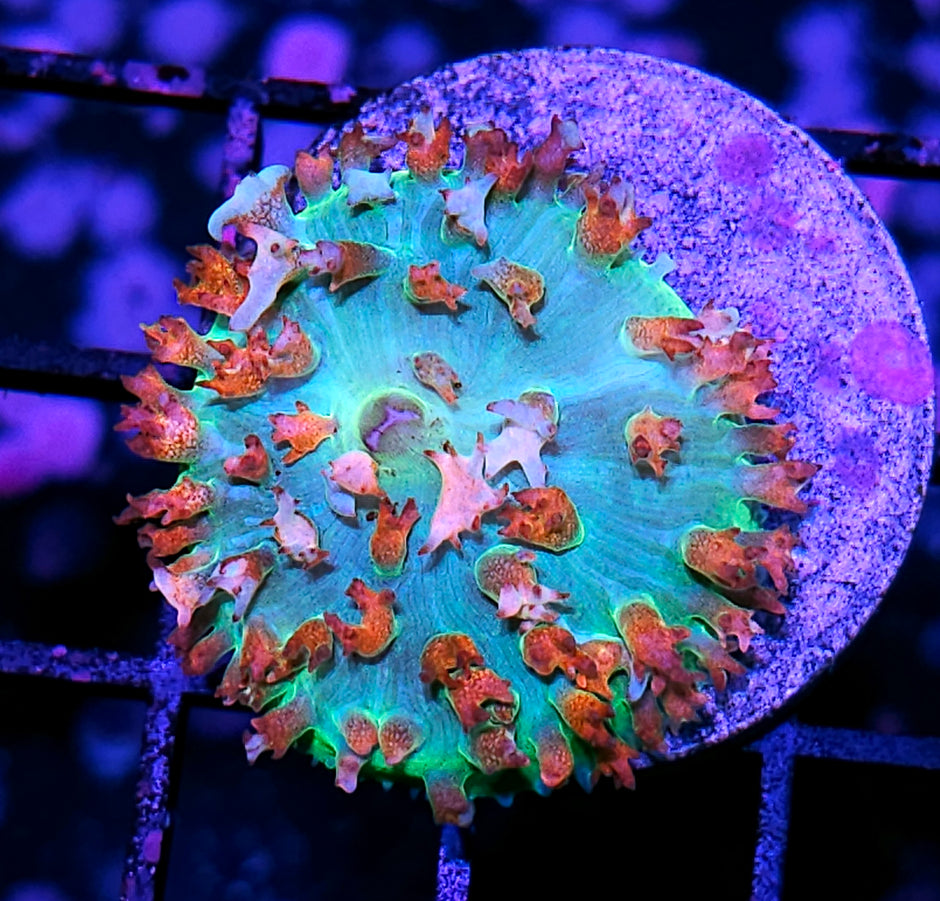 Aqua Nitro St Thomas Mushroom